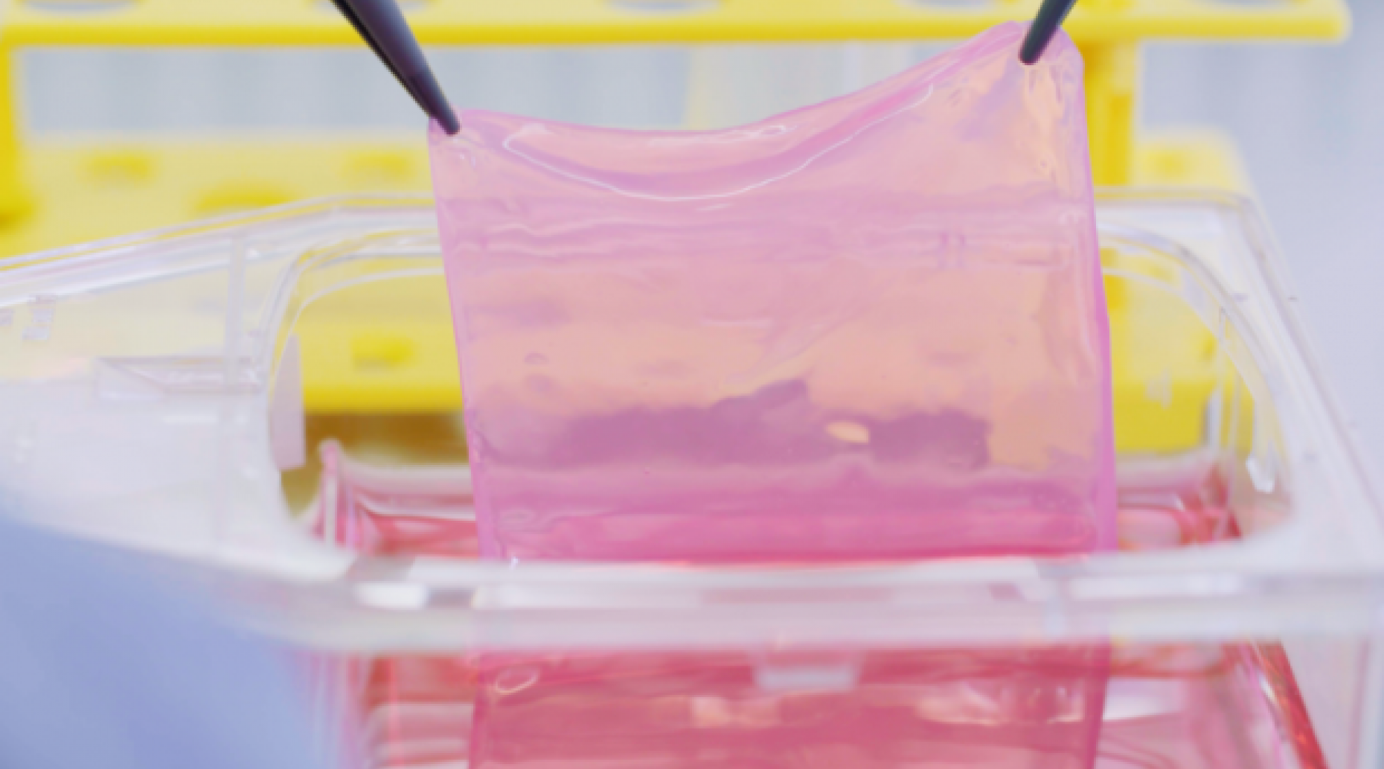 CUTISS AG personalised skin substitute