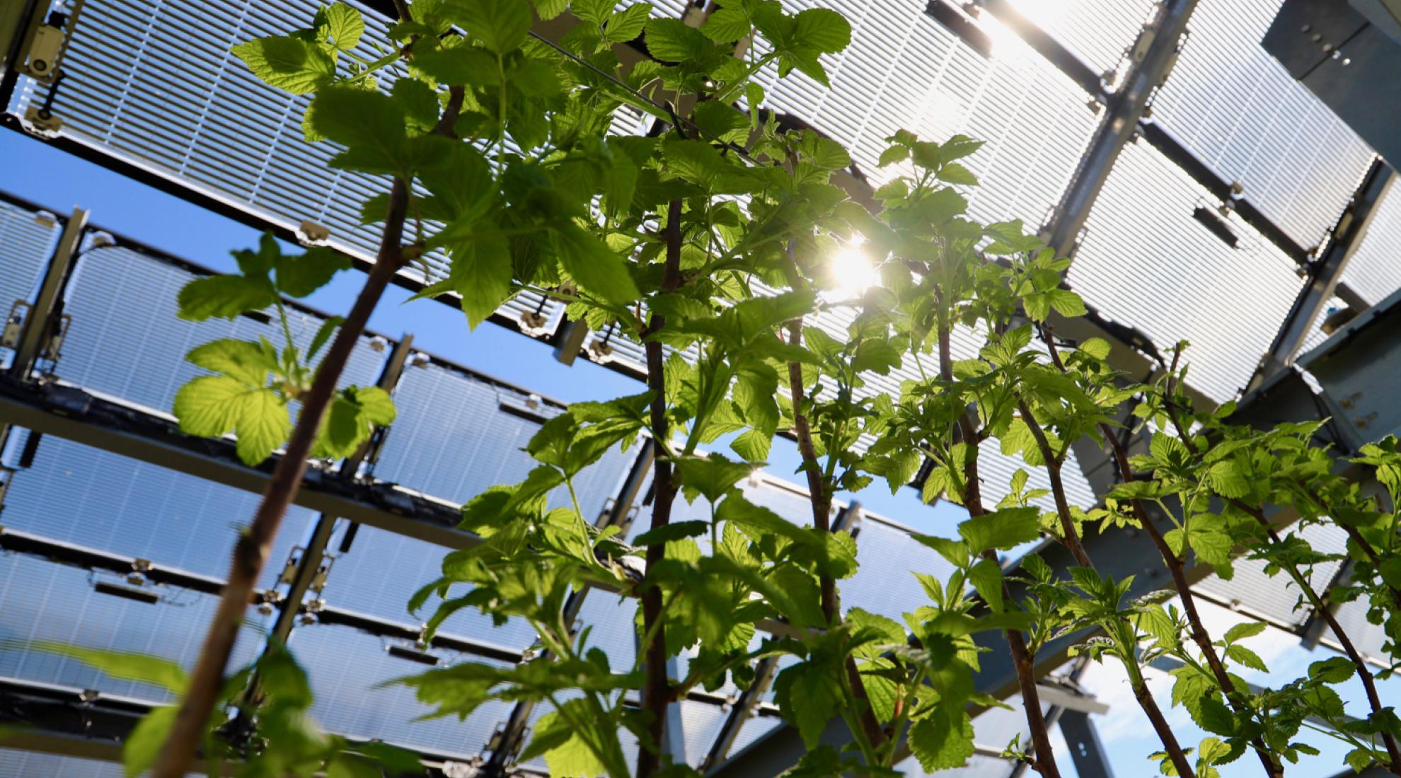 Insolight solar panels