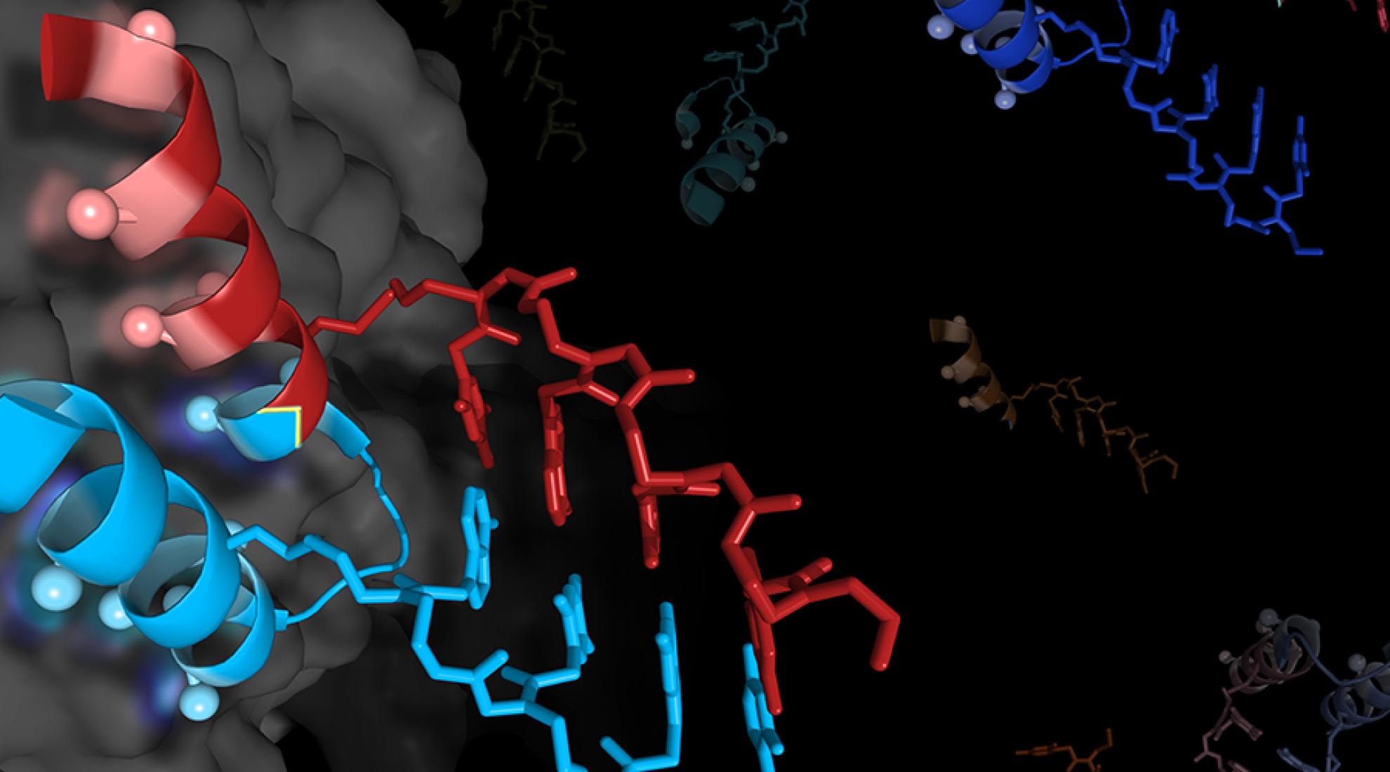 Antibodies from the lab