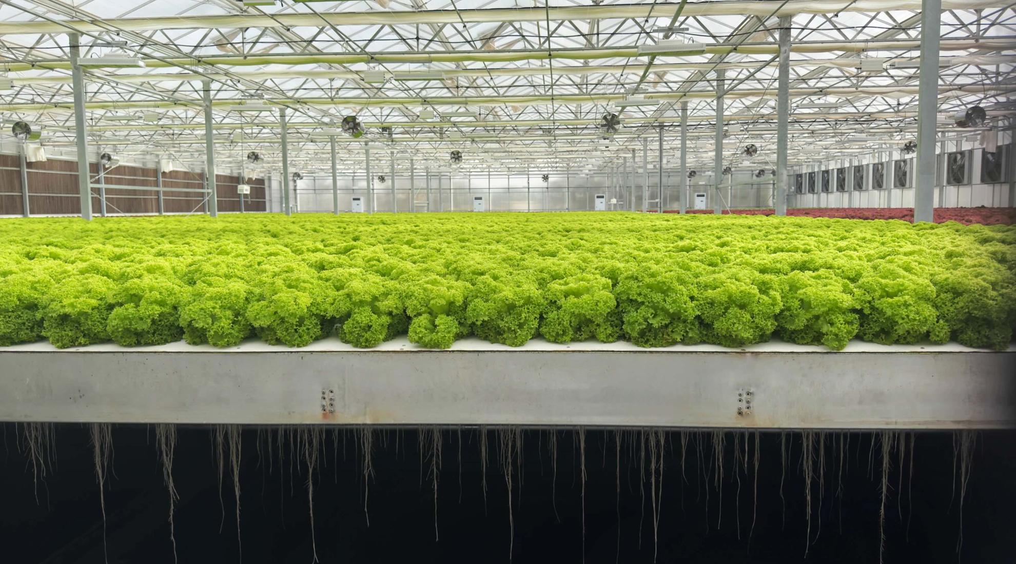 Roots are hanging in the air