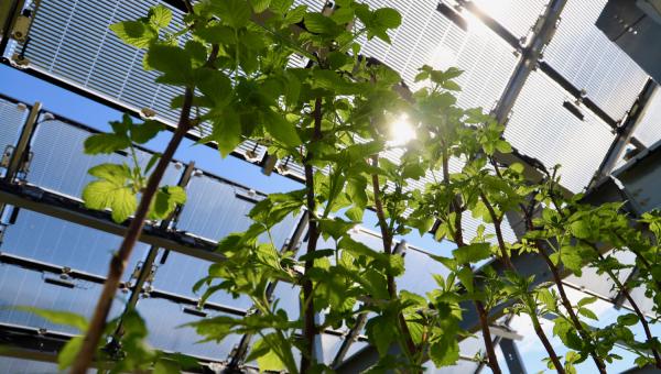 Insolight solar panels