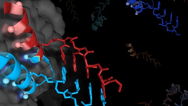 Antibodies from the lab