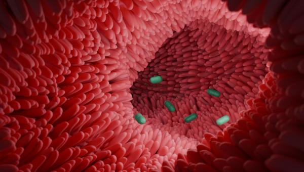 An illustration of the Clostridium scindens bacterium in the intestine. Source: 2025 EPFL/K. Schoonjans 
