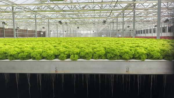 Roots are hanging in the air