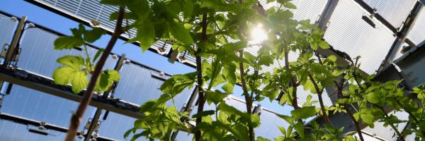 Insolight solar panels