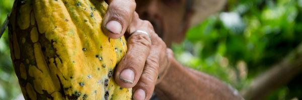 cacao fruit
