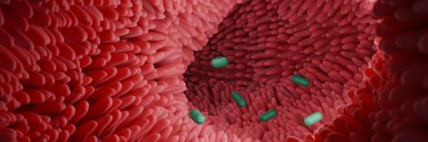 An illustration of the Clostridium scindens bacterium in the intestine. Source: 2025 EPFL/K. Schoonjans 