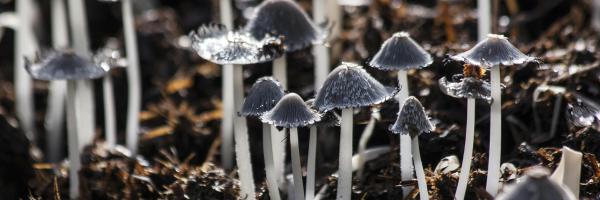 Lab-grown fungi are now used to degrade or remove environmental toxins in soil.
