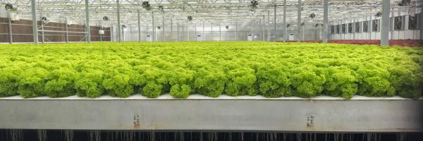 Roots are hanging in the air